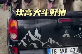 坎高犬斗野猪 咬伤狗子的野猪，遭到了坎高犬的追逐#神奇动物在抖音 #野生动物零距离 #解说版动物世界#内容启发搜索