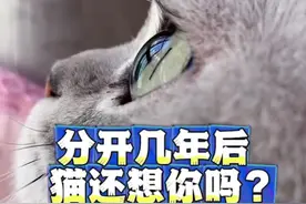分开几年后猫咪还会认识你吗 #猫咪记忆力 #谁能拒绝傻憨憨的小猫咪 #猫咪记忆