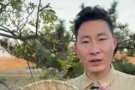 民间苦楝子的价值 小时候会用它的果子来打弹弓，没想到它也是一味有价值的本草。#苦楝子 #你的家乡有这种植物吗 #我的乡村生活视频封面