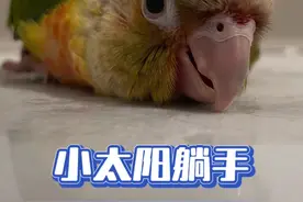 小太阳鹦鹉躺手训练！ 你们要的小太阳躺手！#鹦鹉 #鹦鹉小白 #手养鸟日常 #训鸟高手 #手养鹦鹉