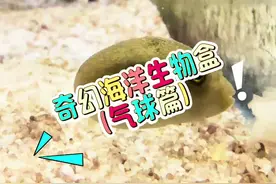开到什么养什么！最后的小动物也太可爱了吧～ #诺亚方缸视频封面