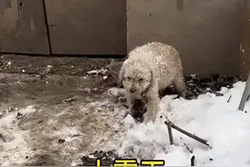 怀孕的狗妈妈在雪地里瑟瑟发抖#狗狗故事 #我要上热门🔥视频封面