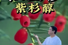 红豆杉种子外面有红红的假种皮，有微毒不建议吃。红豆杉可以提取紫杉醇，紫杉醇可以抑制纺锤体的形成。#红豆杉 #红豆杉果实能不能吃 #紫杉醇 #植物科普 #药用植物