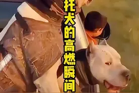 #阿根廷杜高犬猎犬之王 #重拖视频封面