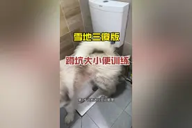 阿拉斯加也会用蹲坑啦 #定点大小便 #新手养狗 #新手养狗 #狗狗乱拉乱尿怎么训视频封面