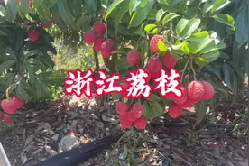 浙江荔枝8月上市，优势凸显，开始砍葡种荔！#仙进奉荔枝