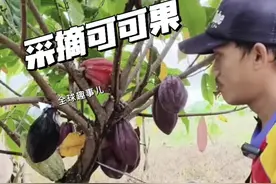 巧克力是这样做成的？ 从树上的果实到舌尖的甜蜜！#可可果 #巧克力 #可可豆 #科普一下 #涨知识