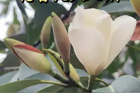 深山含笑的花实在是太香啦，让我想起了小时候的白兰花！#深山含笑 #含笑 #玉兰花 #白兰花 #好看的花一定要分享给你视频封面