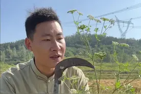 大名鼎鼎的蛇床子 蛇床子是伞形科植物蛇床的干燥成熟种子。为什么叫它蛇床呢？因为李时珍说蛇喜欢卧于其下食其种子，因此得名蛇床。蛇床最早记载于《神农本草经》叫蛇米被列为是上品，它是伞形科蛇床属一年生草本植物。#蛇床 #蛇床子 #你的家乡有这种植物吗视频封面