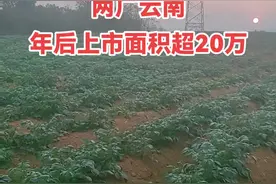 我国马铃薯种植面积，已经超过4500万亩，随着2024年的雨水，马铃薯行业也将面临洗牌。随着南方种植面积的快速发展，全国价格最高的冬种马铃薯产区，也即将迎来激烈的竞争。上市时间、产量提升、品质管控、成本控制，将成为南方冬种马铃薯产区竞争的主要关键点！#黄皮黄心土豆 #农业技术推广 #抖音助农 #土豆种植技巧和方法 #南方冬种马铃薯项目视频封面