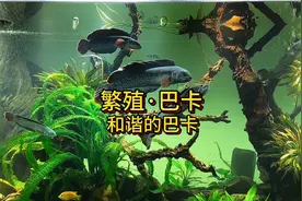 和谐的巴卡混养 #龙鱼 #观赏鱼 #养鱼日记 #水族 #雷龙鱼视频封面