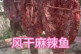 风干鱼的腌制过程来喽#把家乡的味道分享给大家 #又到腌制腊货的时候了 #自然风干鱼干 #美食分享 #太香了视频封面
