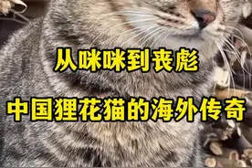 宠物界江湖风云再起！中国狸花猫国外称霸，老外惊呆了！#狸花猫真的不好惹 #猫界战力天花板 #中国狸花猫 #令人震惊 #一身反骨的猫视频封面