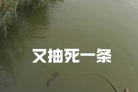 跑鱼是很正常的！千万别说你一条都没跑过，钓鱼一辈子的都不敢说！所以钓鱼会上瘾！得不到的往往是你最想要的！#路亚雷强黑鱼打黑 #路亚雷强 #路亚 #疯狂的路亚佬 #雷强视频封面