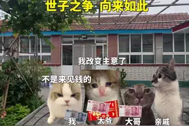 世子之争向来如此#猫meme小剧场 #内容过于真实 #万万没想到视频封面