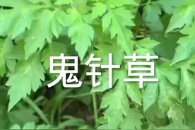 #一日一植物 #鬼针草 内容仅供参考，如有不适请线下就医