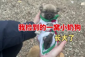 我和一窝流浪狗狗的后续故事 #流浪狗 #流浪狗不再流浪 #手工视频封面