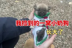我和一窝流浪狗狗的后续故事 #流浪狗 #流浪狗不再流浪 #手工视频封面