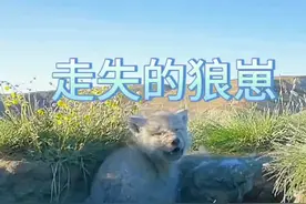 三天未归狼群仍在寻找 #狼群 #动物世界视频封面