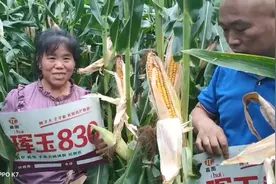 珲玉830，棒子大个子低，抗虫抗旱抗锈病，高产数第一！视频封面