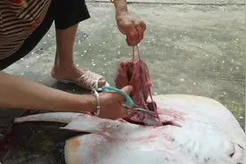 海钓野生大鳐鱼，也叫魔鬼鱼！鳐鱼肝最受欢迎，胆长在肝脏里面视频封面