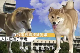 5月3日在萧山无忧传媒楼下捡到一只母柴犬，身上挺干净的视频封面