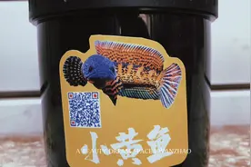自制雷龙饲料，便宜的东西不用。