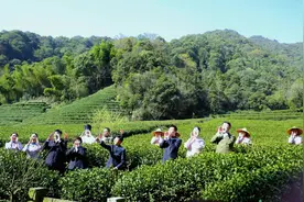 春分时节，天时地利，正宗西湖龙井开采啦！#开茶典礼视频封面