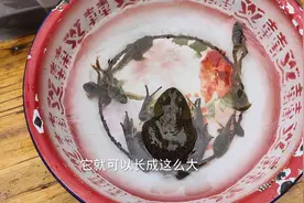 这就是牛蛙的一生#饲养员日常 #奇趣自然 #农村萌宠视频封面
