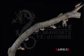 【金蝉脱壳】全过程，历时五个小时的拍摄#金蝉脱壳视频封面