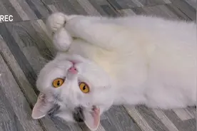 自己的毛做的毛球就是好玩#傻猫🐱 #猫咪 #胖猫猫 #掉毛怪视频封面
