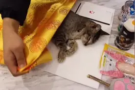 一年轻小伙子捡到一只残疾的流浪猫猫看着可怜带回去了视频封面
