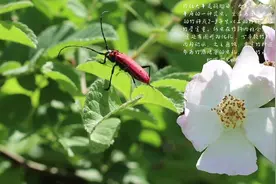 竹红天牛是鞘翅目、天牛科、紫天牛属的一种昆虫。#天牛 #红天牛
