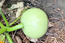 这样种植南瓜产量更高，南瓜多蔓整枝的具体操作方法视频封面