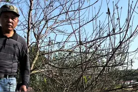 房间屋后栽种的桃树一般是自然开心形，其实很适合桃树生长视频封面