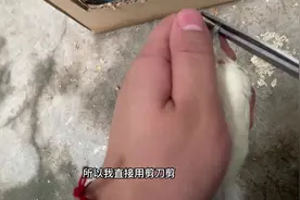 今天是#芦丁鸡 出壳第三十八天，今天教大家如何给自家公鸡剪嘴视频封面
