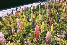"羽扇豆"你可能以为是一种蔬菜吧 ?它的俗名"鲁冰花"你一定听过图片