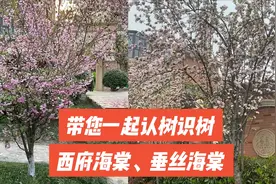 如何区分垂丝海棠和西府海棠？#植物科普 #抖音带你去赏花视频封面