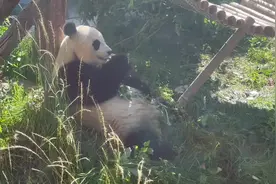 熊猫比较胆小，容易受到惊吓视频封面