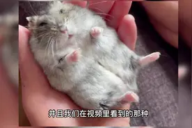 仓鼠不让摸怎么办？看完这条视频可以让你的养鼠技能提升一个等级