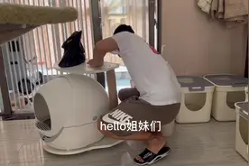 姐妹们，70只布偶猫的铲屎视频，，它来咯！！#布偶猫视频封面