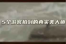 5个游客拍到的真实美人鱼视频，你来看看是真是假？#奇闻奇事视频封面