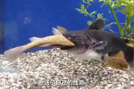 大胃王大嘴鲸#观赏鱼 #水族 #鱼缸 #大嘴鲸视频封面