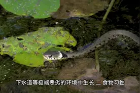 为什么鲶鱼不能吃？#科普知识 #自然知识科普 #科普一下视频封面