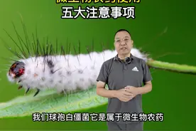 生物杀虫剂-球孢白僵菌使用的5大注意事项#抖音助农