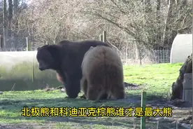 北极熊和科迪亚克棕熊谁才是现存最大熊类#神奇动物在抖音 #熊视频封面