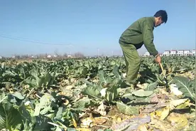 几十万斤花菜全部砍烂在田里，为什么不卖？听听菜农怎么说？视频封面