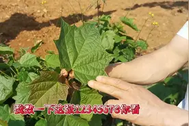 带大家认识一下八角枫，又叫白龙须，贵州常见，它的用处非常大！视频封面