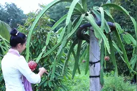柬埔寨荒野农家之旅 村姑在自己甜美家乡 烹饪甜点火龙果 好想吃视频封面