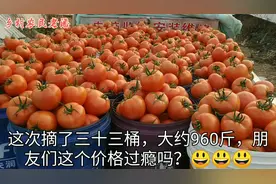 寿光大棚西红柿价格每斤突破4元，价格依然坚挺，有望继续上涨视频封面